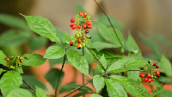 Sâm Ngọc Linh - Quốc bảo Việt Nam